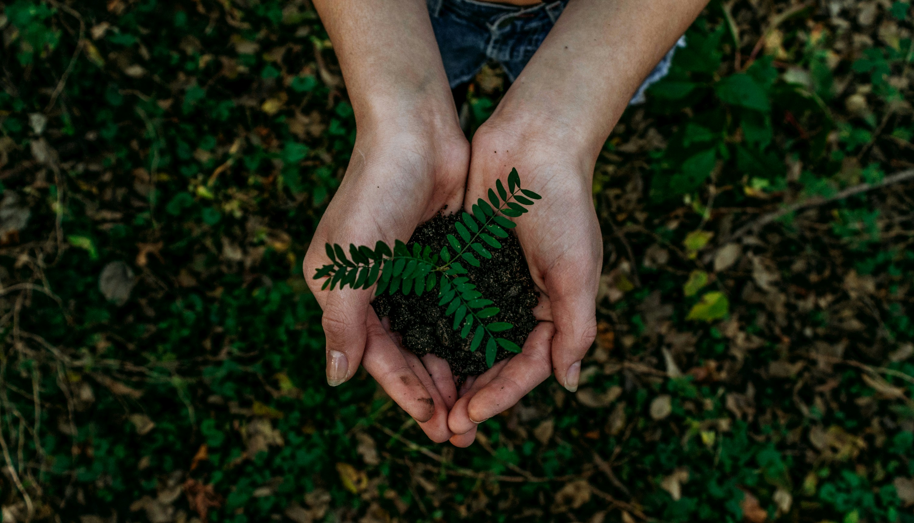 Nurturing a plant