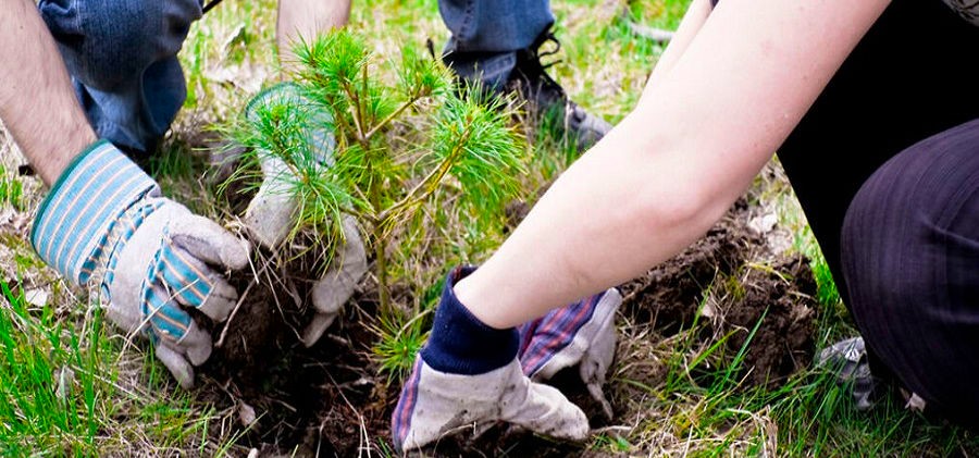 Leaf & Weed Cleaning