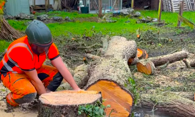 Tree Management